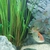 Trio of Geophagus Surinamensis and Red head Tapajos breeding group