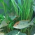 Trio of Geophagus Surinamensis and Red head Tapajos breeding group