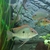 Trio of Geophagus Surinamensis and Red head Tapajos breeding group