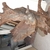 Xxl bogwood for 5ft + tank