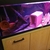 4ft aquamanta aquarium, oak stand, full tropical set up