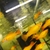 GOLD COMET SWORDTAILS 5 FOR £10