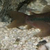 BRONZE CORY CATFISH 5 FOR £10