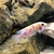 Adult Mbuna for sale. Sussex