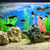 Malawi Cichlids For Sale - (bulk)