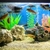 Malawi Cichlids For Sale - (bulk)