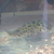 Green Spotted Puffer