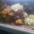 Amazing Marine Aquarium Live Rock and Mushroom Corals Bundle