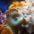 Amazing Marine Aquarium Live Rock and Mushroom Corals Bundle