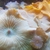 Amazing Marine Aquarium Live Rock and Mushroom Corals Bundle