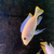 Malawi cichlids & Frontosa - SOLD