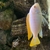 Malawi cichlids & Frontosa - SOLD