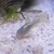 Corydoras