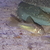 Corydoras