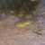 Corydoras