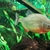 Red Bellied Piranha for rehoming.