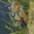 7 x Red belly Piranhas