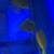 3 xxl yellow tangs 200 each