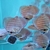 3 Inch Royal Red Turquoise Discus Fish