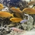 Yellow Labs Labidochromis caeruleus.