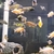 Big selection of African Cichlids