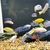 Big selection of African Cichlids