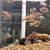 Big selection of African Cichlids