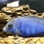 Big selection of African Cichlids