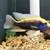 Big selection of African Cichlids