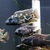 Big selection of African Cichlids