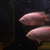 Free to GOOD Home 2 pink kissing Gourami Mature Fish