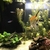 Fish tank 80L, fish, natural plants and all accessory