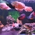 Cichlids for sale - call/text for prices