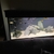 5x2x2 tank for sale - including Mbuna Malawi cichlids, light, FX6 filter etc