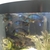 Cichlids