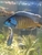 Cichlids