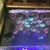 40 gallon reef tank inc hard and sps corals has plus fish ( no stand)