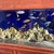 Various Malawi cichlids for sale