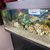 Various Malawi Cichlids for sale