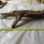 Bogwood - Sold