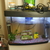 Fish tank and equipment plus fish