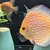 REDUCED Closing down Stendker Discus and Angel Tank