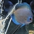 REDUCED Closing down Stendker Discus and Angel Tank