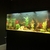 Jewel Rio 450l LED Aquarium & Cabinet Complete Set up with Fish