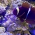 marine fish and tank clown trigger maroon clown zebra moray