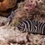 marine fish and tank clown trigger maroon clown zebra moray