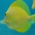 Sale Yellow tang …. New stock £250 each..