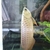 ASIAN AROWANA