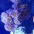 Various corals for sale