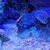 Various corals for sale